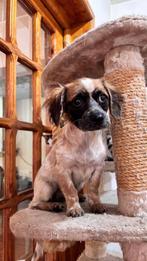 DIDI, KLEIN , MENSGERICHT, PUPJE, TEEFJE, KAN MET KATTEN, Rabiës (hondsdolheid), 15 weken tot 1 jaar, Teef, Eén hond