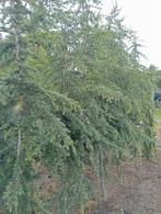 Cedrus, Ophalen, Volle zon