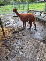 alpaca te koop, Dieren en Toebehoren, Vrouwelijk