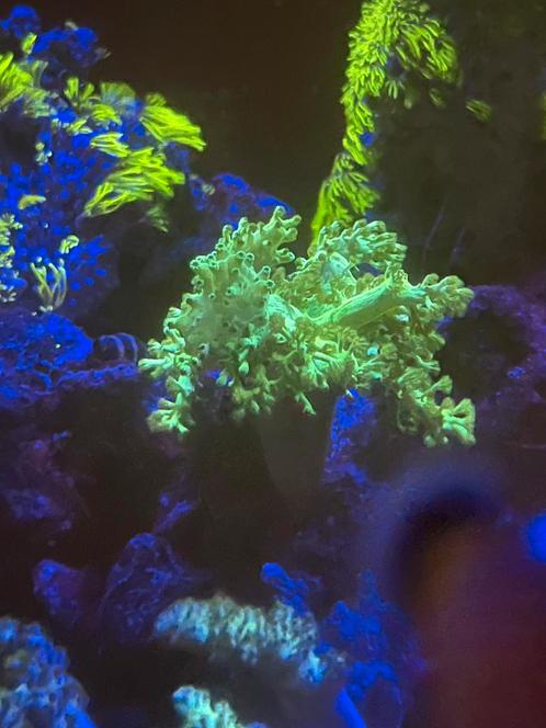 Fel groene Kenia boompjes, Dieren en Toebehoren, Vissen | Aquariumvissen, Zoutwatervis, Vis