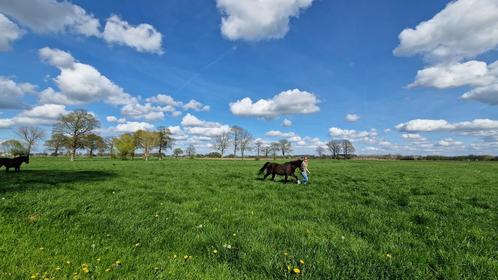Rustplaats voor paard/pony, pensionstalling aangeboden, Dieren en Toebehoren, Stalling en Weidegang, Stalling, Weidegang, 2 of 3 paarden of pony's