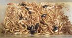 Startpakket MEELWORMEN KWEKEN vr reptiel, vis, vogels, kip.., Dieren en Toebehoren, Dierenvoeding, Ophalen, Reptiel of Amfibie