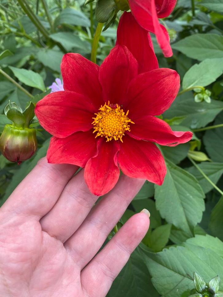 Dahlia knollen, Tuin en Terras, Bloembollen en Zaden, Knol, Volle zon, Ophalen