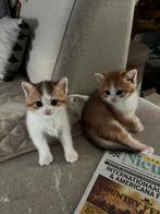 100% britse korthaar kittens te koop, Dieren en Toebehoren, Katten en Kittens | Raskatten | Korthaar, Meerdere dieren, Ontwormd