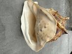 Schelp  koningshelm, Verzamelen, Mineralen en Fossielen, Ophalen of Verzenden, Schelp(en)