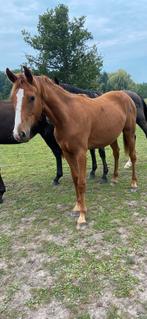 Talentvolle merrie jaarling, Dieren en Toebehoren, Paarden, Merrie, Minder dan 160 cm, Niet van toepassing, Dressuurpaard