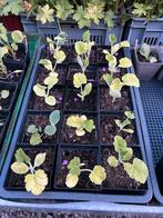 Pattison Blanc biologisch zaad, Volle zon, Groenteplanten, Eenjarig, Ophalen of Verzenden