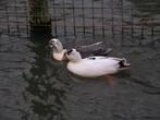 Kwaker eenden | Jonge Hollandse Kwakers in veel kleuren, Dieren en Toebehoren, Pluimvee, Meerdere dieren, Eend