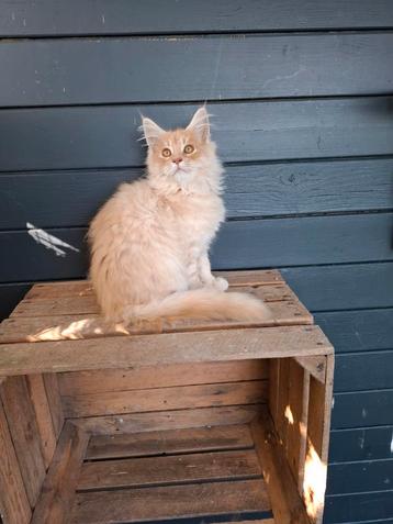 Mooie mainecoon kittens  beschikbaar voor biedingen