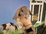 Hangoor dwergkonijnen | Jonge nestjes met tamme hangoren., Dieren en Toebehoren, Konijnen, Meerdere dieren, Dwerg, Hangoor, 0 tot 2 jaar