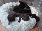 Kittens, Meerdere dieren, Kortharig, 0 tot 2 jaar