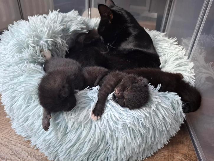 Kittens, Dieren en Toebehoren, Katten en Kittens | Overige Katten, Kortharig, Meerdere dieren, 0 tot 2 jaar