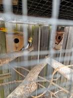 Bewezen Koppel valkparkieten, Dieren en Toebehoren, Meerdere dieren, Parkiet