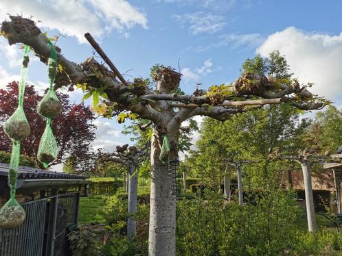 Amber (parasol) bomen, Tuin en Terras, Planten | Bomen, Dakboom, Zomer, Ophalen