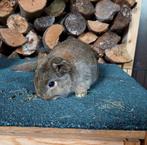 Jonge Hangoor konijnen, Dieren en Toebehoren, Konijnen, Meerdere dieren, Klein, Hangoor, 0 tot 2 jaar