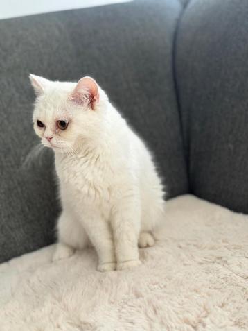 Ik zoek een nieuw thuis voor mijn lieve, vriendelijke  poes. beschikbaar voor biedingen