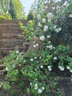 Viburnum opulus Roseum  'Gelderse Roos', Overige soorten, Ophalen of Verzenden