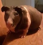 Skinny cavia zoekt huisje, Dieren en Toebehoren, Knaagdieren en Konijnen | Toebehoren, Ophalen, Verzorging
