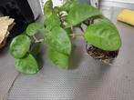 Hoya Krinkle, Huis en Inrichting, Kamerplanten, Ophalen of Verzenden, Halfschaduw, Minder dan 100 cm