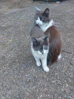 Te koop kittens, Dieren en Toebehoren