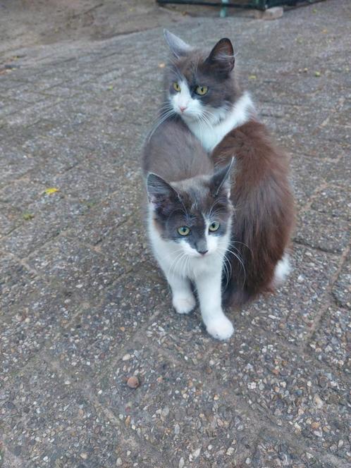 Te koop kittens, Dieren en Toebehoren, Katten en Kittens | Overige Katten
