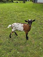 2 mooie dwerggeiten te koop!, Dieren en Toebehoren, Schapen, Geiten en Varkens, Vrouwelijk, Geit, 0 tot 2 jaar