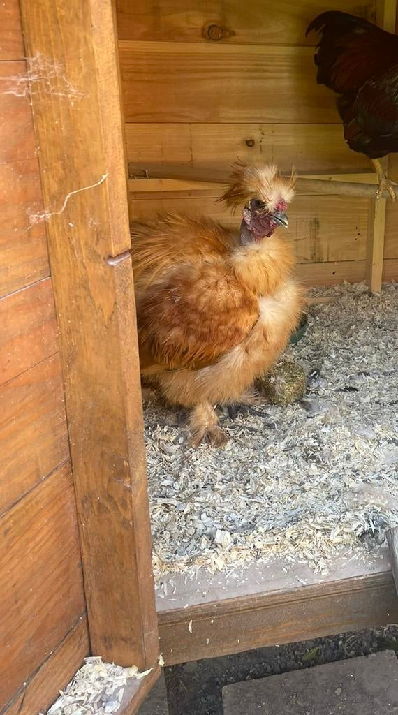 Haan, Ophalen, Zo goed als nieuw