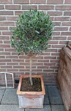 Olijfboom in pot olijfboompje in terracotta pot., 100 tot 250 cm, Olijfboom, Zomer, Ophalen