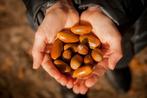 Gratis eikels, Dieren en Toebehoren, Ophalen, Hond