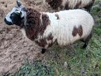 Te koop bont schaap, Dieren en Toebehoren, Schapen, Geiten en Varkens, Mannelijk, Schaap