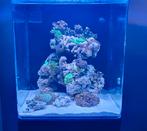 Aquarent/ zeeaquarium/ zoutwater aquarium/ Blue Marin  60, Ophalen, Gevuld zeewateraquarium