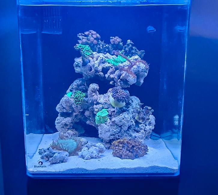 Aquarent/ zeeaquarium/ zoutwater aquarium/ Blue Marin  60, Dieren en Toebehoren, Vissen | Aquaria en Toebehoren, Gevuld zeewateraquarium