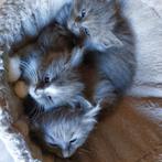 Maine Coon Kitten Kater, Dieren en Toebehoren, Katten en Kittens | Raskatten | Langhaar, Gechipt, Meerdere dieren, 0 tot 2 jaar