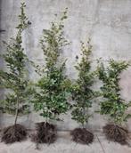 Fagus Sylvatica wortelgoed, Ophalen, Beukenhaag, 100 tot 250 cm