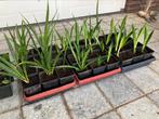 Sansevieria/ vrouwentong stekjes te koop, Ophalen of Verzenden, Overige soorten, Minder dan 100 cm