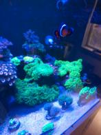 Koraal zeeaquarium., Dieren en Toebehoren, Zoutwatervis