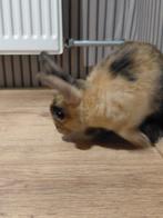 Japanse baby konijn, Dieren en Toebehoren, Konijnen, Mannelijk, Middelgroot