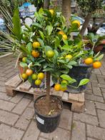 Limoen, Callamondin (sinaasappel/ mandarijn), Kumquat