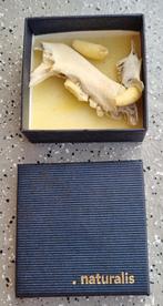 Gebit, kaak, tand van een das en konijn., Ophalen of Verzenden, Gebruikt, Overige soorten, Overige typen