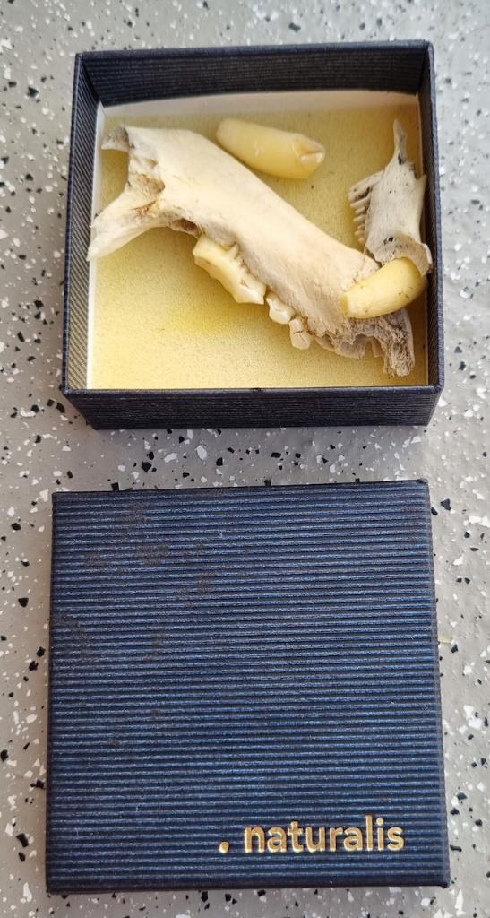 Gebit, kaak, tand van een das en konijn., Verzamelen, Dierenverzamelingen, Gebruikt, Overige typen, Overige soorten, Ophalen of Verzenden