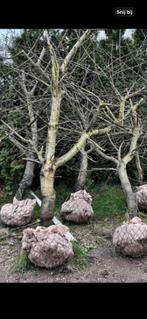 Kersenbomen nu tijdelijk van 219 voor €89 .21/22 maart ophal, Ophalen, Lente