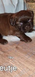 Shih tzu pups, Dieren en Toebehoren, België, Fokker | Hobbymatig, 8 tot 15 weken, Meerdere