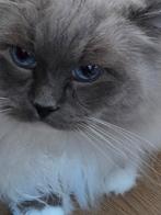 Supermooie Ragdoll kater beperkt beschikbaar voor uitdekking, Kater