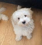 Maltipoo pups, Dieren en Toebehoren, Honden | Chihuahua's en Gezelschapshonden, Overige rassen, CDV (hondenziekte), 8 tot 15 weken