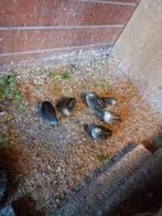 Chinese dwergkwartels, Dieren en Toebehoren, Vogels | Overige Vogels, Meerdere dieren