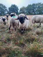 In totaal 5 Walliser Schwarznase ooien variërend in leeftijd, Dieren en Toebehoren, Schapen, Geiten en Varkens, Vrouwelijk, Schaap