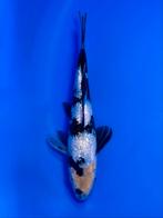VHQ Tateshita Ginrin Shiro Utsuri 25-30cm Japanse koi