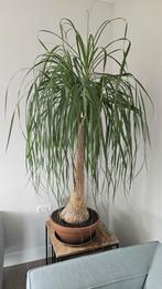 Olifanten poot., Ophalen, Halfschaduw, Minder dan 100 cm