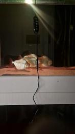 3x Silver dollars moeten met spoed weg gratis, Dieren en Toebehoren, Vissen | Aquariumvissen, Vis