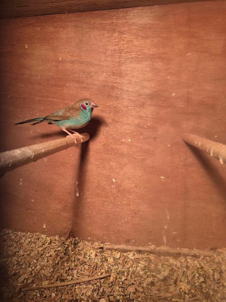 Roodwang blauwfazant mannetje tekoop, Dieren en Toebehoren, Vogels | Parkieten en Papegaaien, Mannelijk